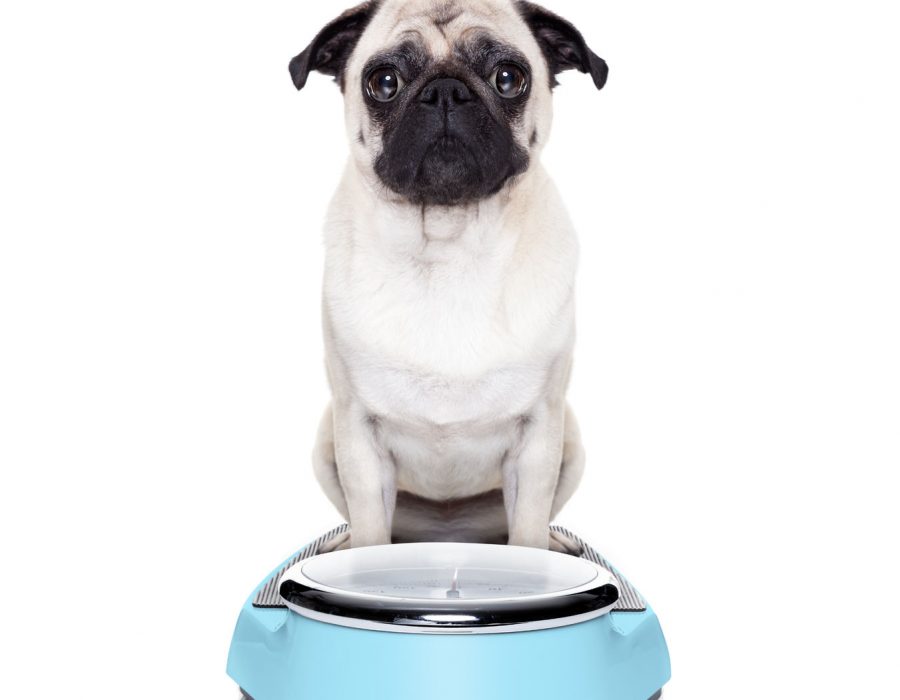 scale weight