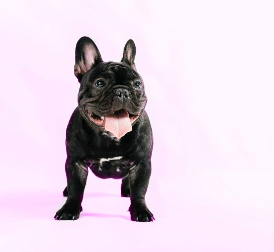 French Bulldog